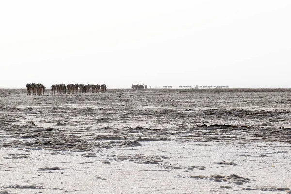 Караван верблюдов, везущий соли в Африке Данакили пустыне, Эфиопия Лицензионные Стоковые Фото