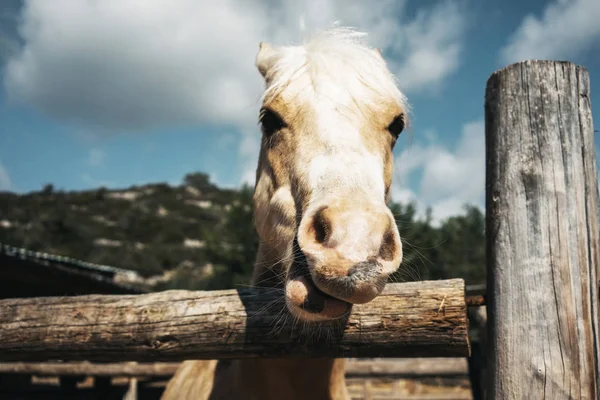 Лошади на ранчо Стоковое Фото