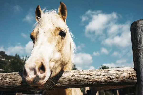 Лошади на ранчо — стоковое фото