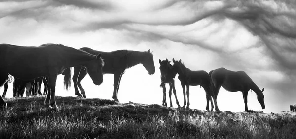 Лошади на вершине горы — стоковое фото