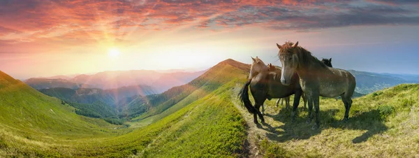 Лошади на вершине горы — стоковое фото