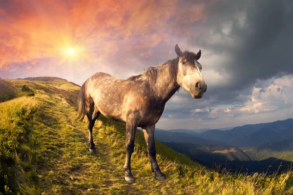 Лошадь на вершине горы — стоковое фото