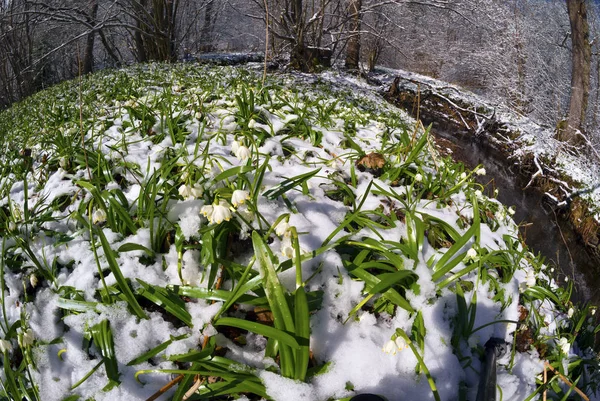 Альпийский снег цветы — стоковое фото
