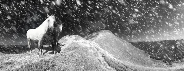 Лошади в шторм снега — стоковое фото