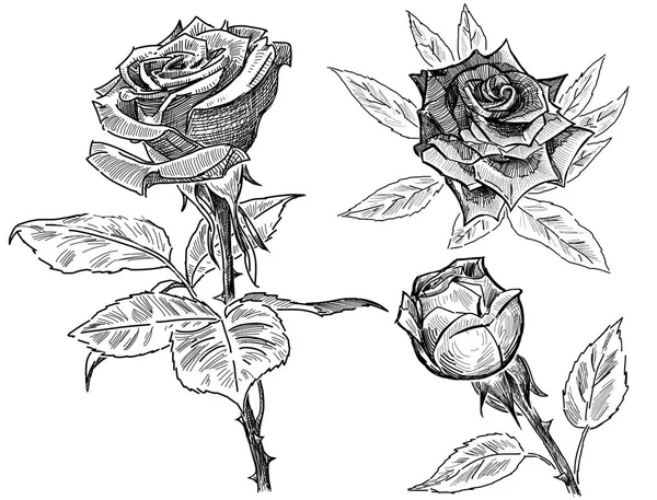 Рисунки карандашом из роз Лицензионные Стоковые Изображения