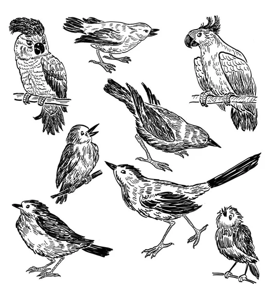 Карандашные рисунки разных диких птиц — стоковое фото