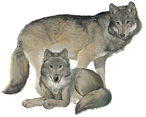 Две серые волки на белом фоне Лицензионные Стоковые Фото