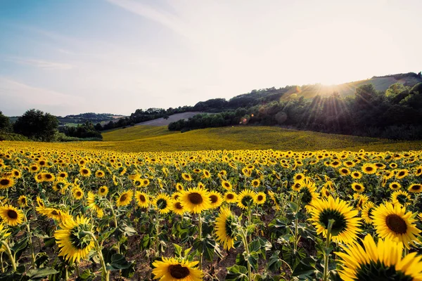 Желтый Подсолнухи поле в Солнечный день — стоковое фото