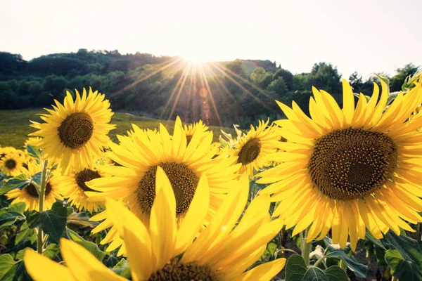 Крупный план желтый подсолнухов в Солнечный день — стоковое фото