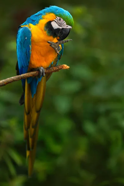 Попугай ара в лесу — стоковое фото