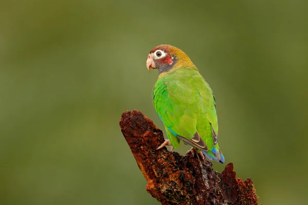 Зеленая птица из Центральной Америки — стоковое фото