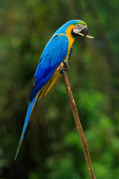 Красивый попугай птица в природе обитания — стоковое фото