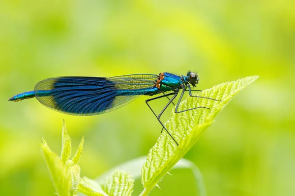 Стрекоза Лето Блестящая Красотка Calopteryx Splendens Макро Фотография Стрекоза Отпуск Стоковая Картинка