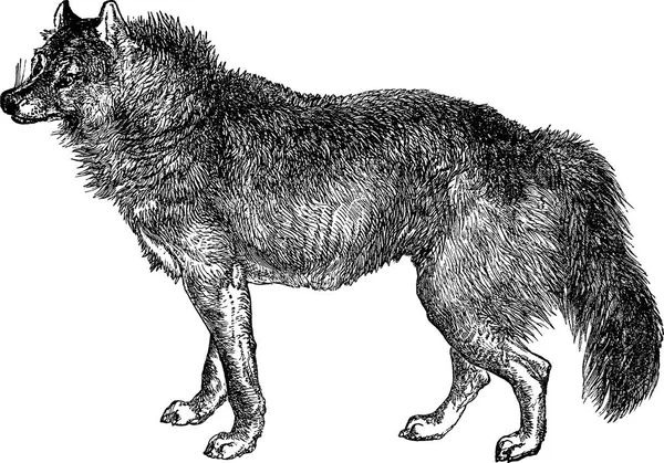 Старинные изображения волка Стоковое Изображение