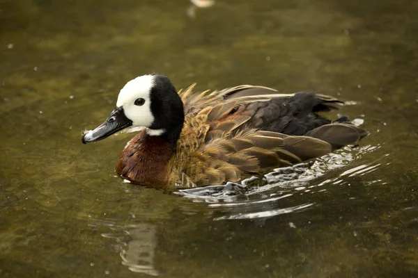 White-faced Whistling Duck. (Dendrocygna viduata). — стоковое фото