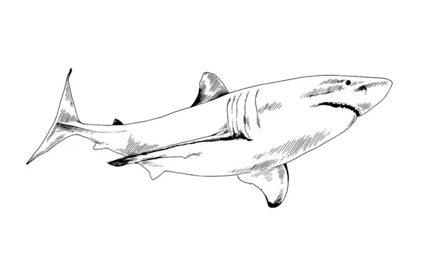 Атакующий большой белой акулы с логотипом тату Зубастая пасть Стоковая Картинка