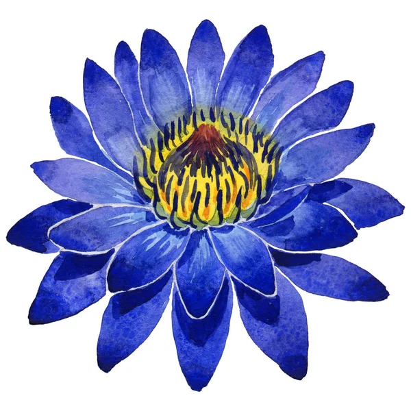 Цветок лотоса Уайлдфлауэр в стиле акварели изолированные Стоковая Картинка