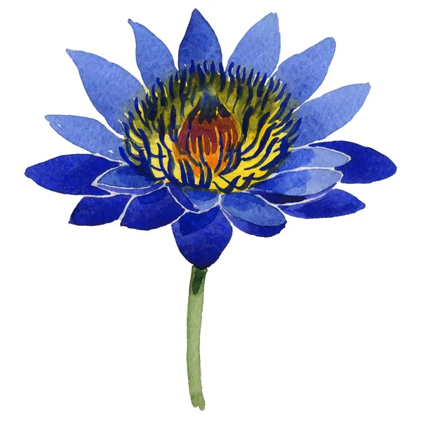 Цветок лотоса Уайлдфлауэр в стиле акварели изолированные Стоковая Картинка