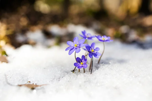 Синий Весенние Подснежники на снегу — стоковое фото