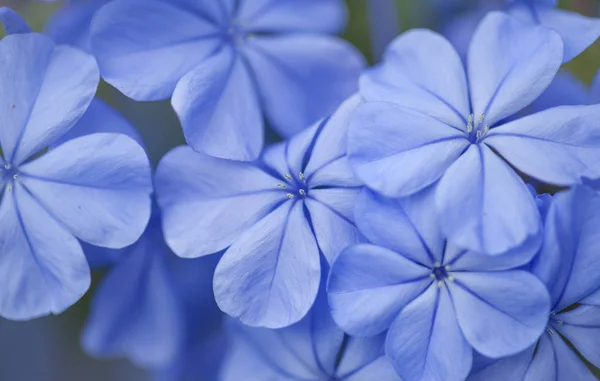 Flowering Blue Plumbago Natural Macro Floral Background — стоковое фото