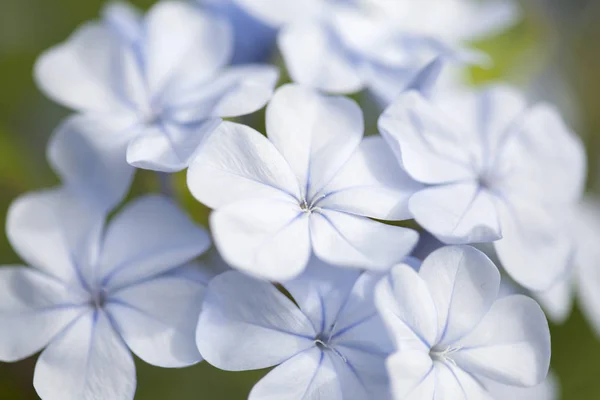 Flowering Blue Plumbago Natural Macro Floral Background — стоковое фото