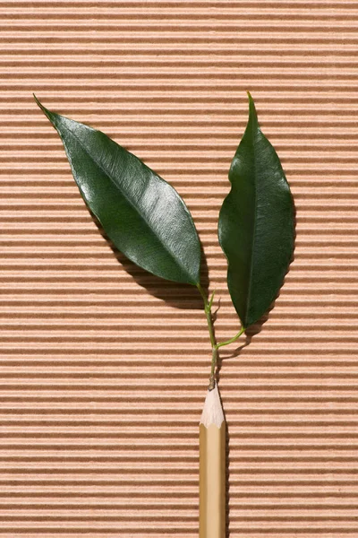 Top View Graphite Pencil Green Leaves Cardboard — стоковое фото