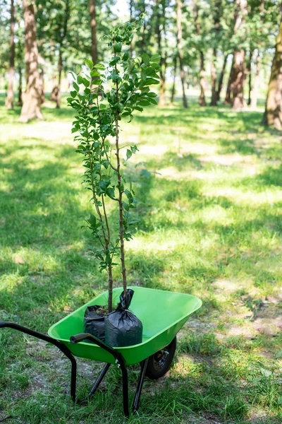 Two Trees Seedling Wheelbarrow Park — стоковое фото