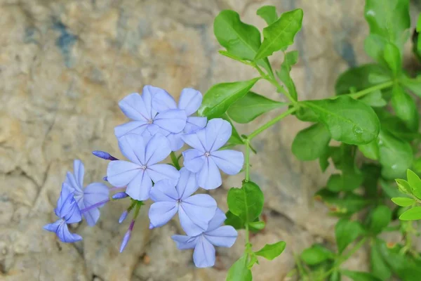 Beautiful Flower Bunch Blue Cape Plumbago Cape Leadwort Flowers Green — стоковое фото