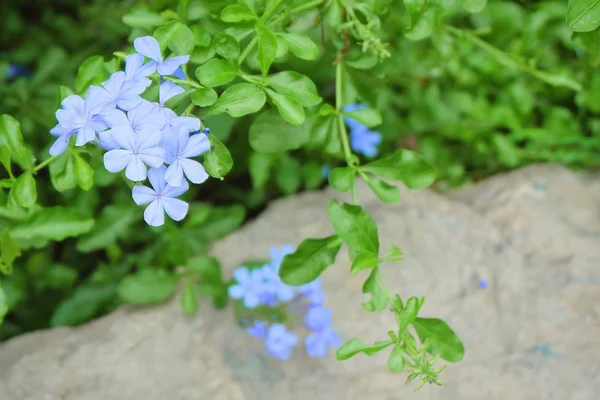 Beautiful Flower Bunch Blue Cape Plumbago Cape Leadwort Flowers Green — стоковое фото