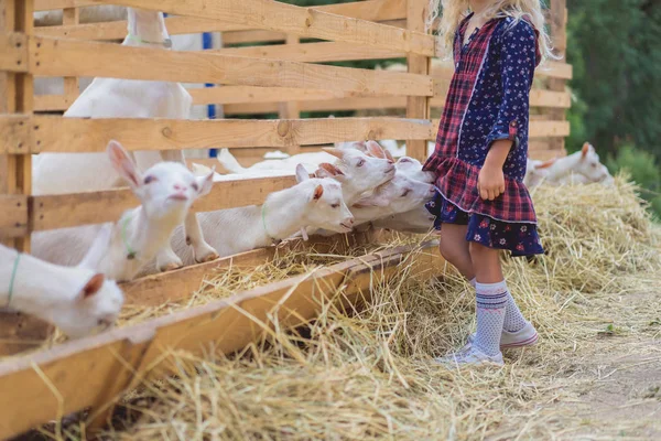 Cropped Image Goats Biting Kids Dress Farm — стоковое фото