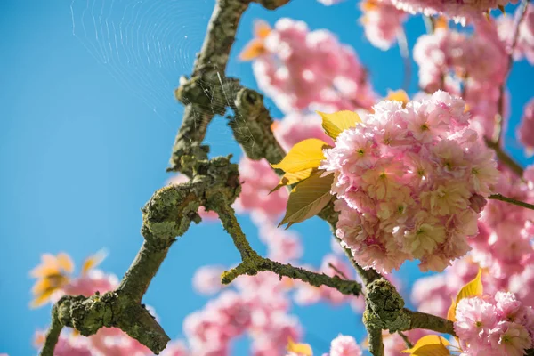Выборочный Фокус Розовые Цветы Ветви Дерева Вишни Против Голубое Безоблачное — стоковое фото