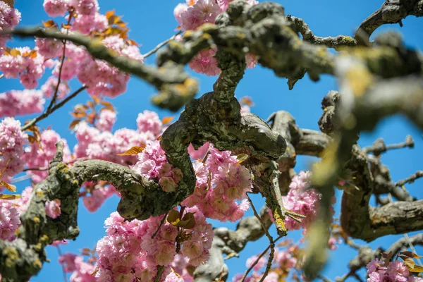Ветви Сакуры Дерево Розовые Цветы Фоне Ярко Голубого Неба — стоковое фото