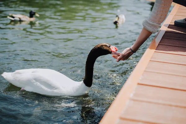 Cropped Image Woman Feeding Swan While Sitting Wooden Pier — стоковое фото