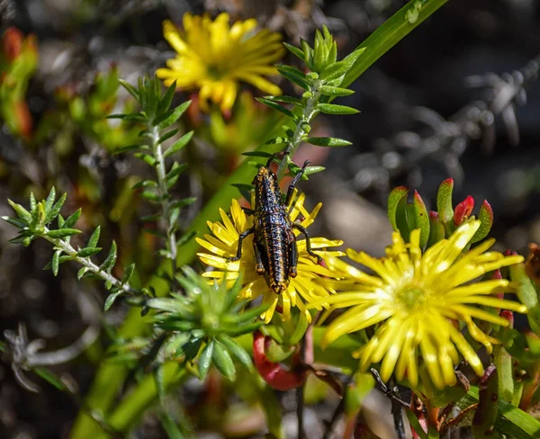 Koppie Foam Grasshopper Yellow Flowers Southern Africa — стоковое фото