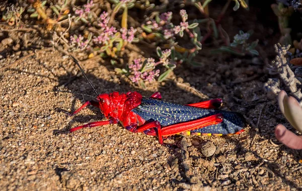 Koppie Foam Grasshopper Southern African Savanna — стоковое фото