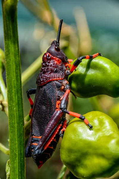 Koppie Foam Grasshopper Southern African Savanna — стоковое фото