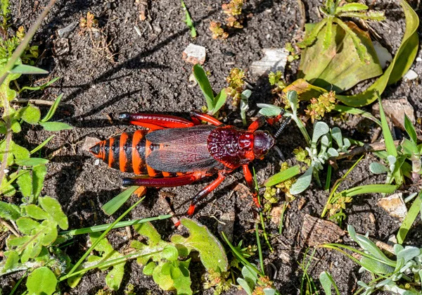 Koppie Foam Grasshopper Southern African Savanna — стоковое фото