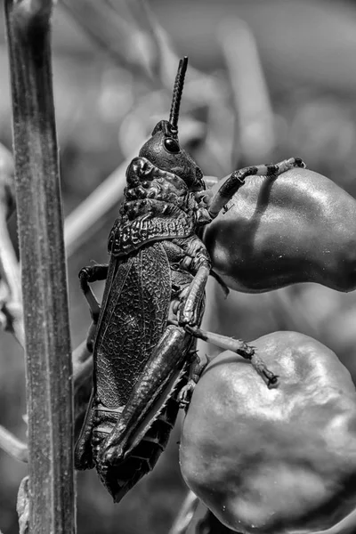 Monochrome Photo Koppie Foam Grasshopper Southern African Savanna — стоковое фото