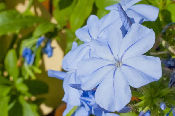 Blue Plumbago Flowers Plumbago Auriculata Green Background — стоковое фото