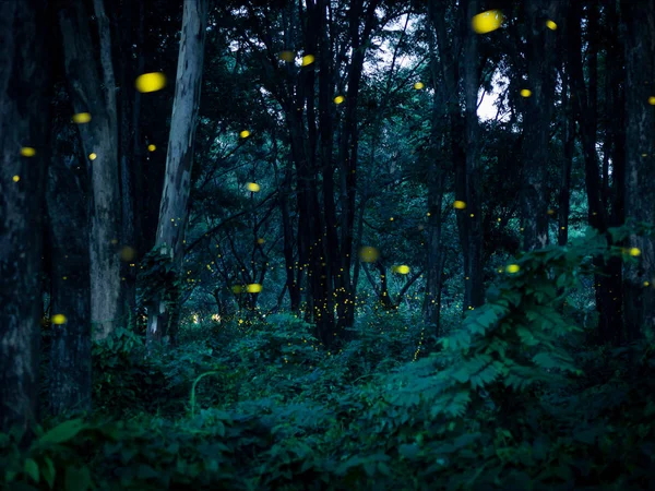 Firefly Flying Forest Night Prachinburi Thailand Firefly Forest Background Concept — стоковое фото