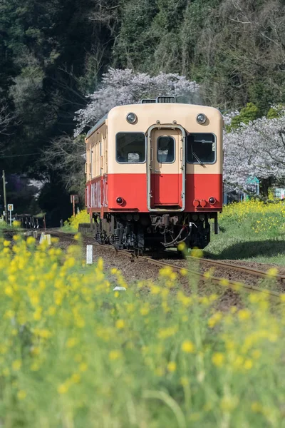 Поезд Tetsudo Kominato Сакура Вишни Цветут Весной Сезон Линии Kominato — стоковое фото