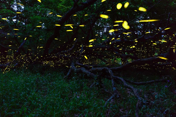 Fireflies Flying Forest Burgas City Bulgaria Fireflies Strandzha Mountain — стоковое фото