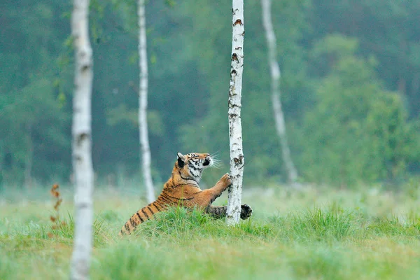Siberian Tiger Nature Forest Habitat Foggy Morning Amur Tiger Playing — стоковое фото