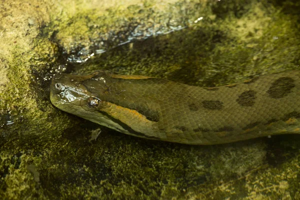 Green Anaconda Eunectes Murinus — стоковое фото