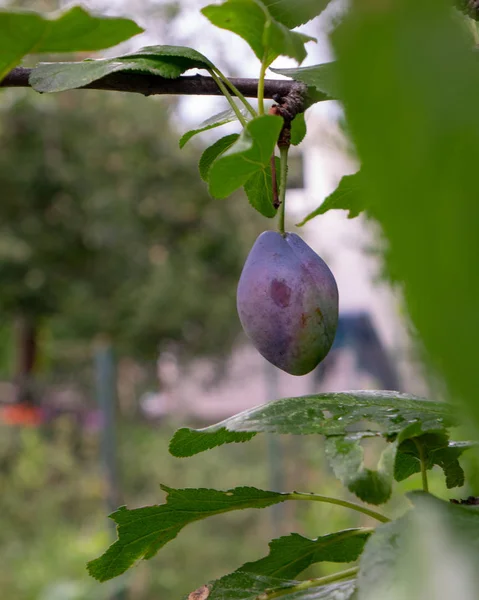 Ripe Organic Plum Branch Green Leaves Summer Garden — стоковое фото