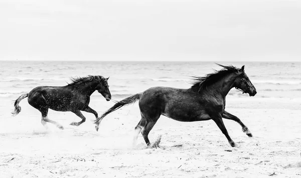 Two Horses Running Fast Seashore Galopade Freedom Wildness Стоковое Изображение