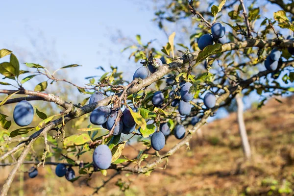 Ripe Plum Tree Fruit Blue Sky Summer Day — стоковое фото