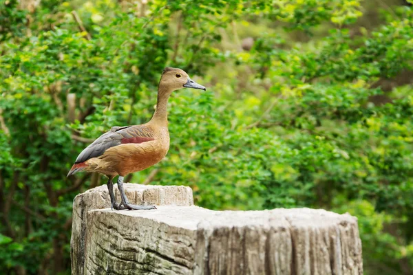 Lesser Whistling Duck Dendrocygna Javanica Naturein Thailand — стоковое фото