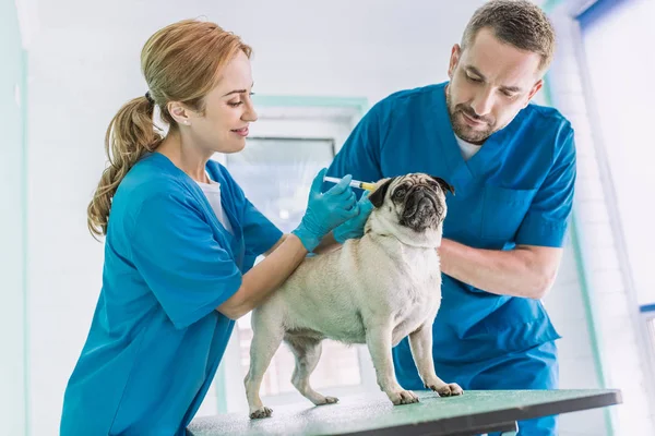 Two Veterinarians Making Injection Pug Dog Veterinary Clinic — стоковое фото