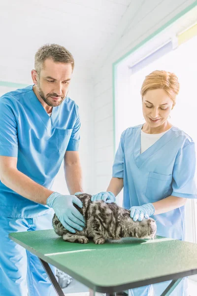 Veterinary Surgeons Palming British Shorthair Cat Table Veterinary Clinic — стоковое фото